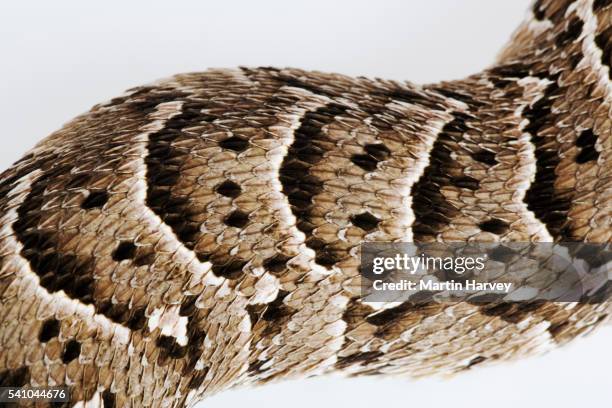 skin of a puff adder - bitis arietans stock pictures, royalty-free photos & images