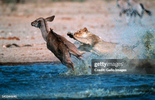 lioness attacking kudu - lion hunting stock pictures, royalty-free photos & images