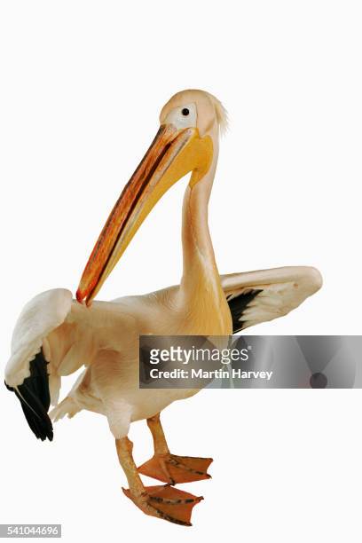 white pelican - pelicans bildbanksfoton och bilder