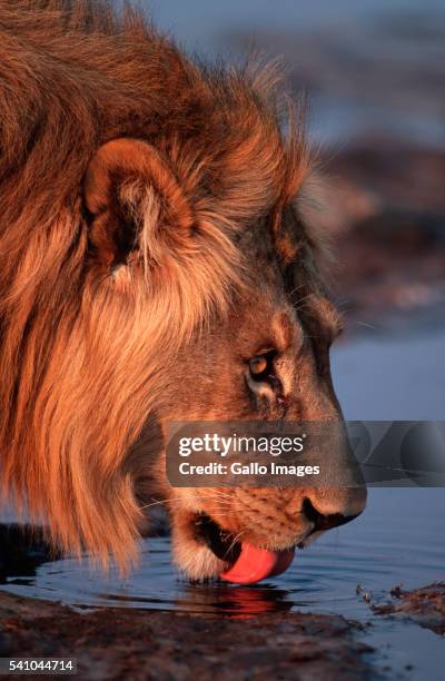 lion drinking - cat drinking water stock pictures, royalty-free photos & images