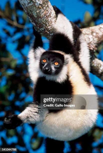 black and white ruffed lemur in tree - nosy komba madagascar photos et images de collection