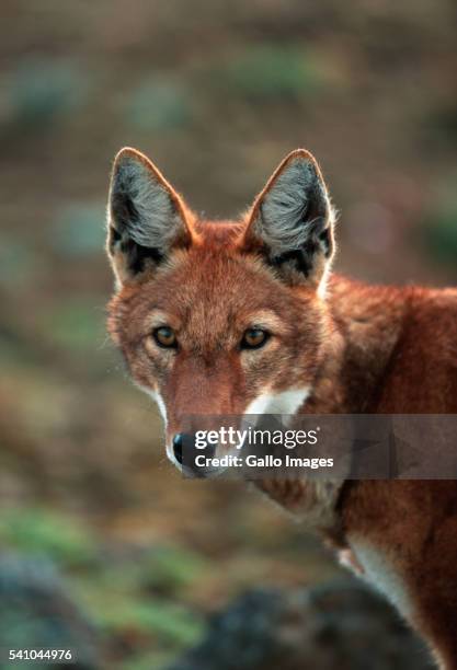 ethiopian wolf - wol stock pictures, royalty-free photos & images