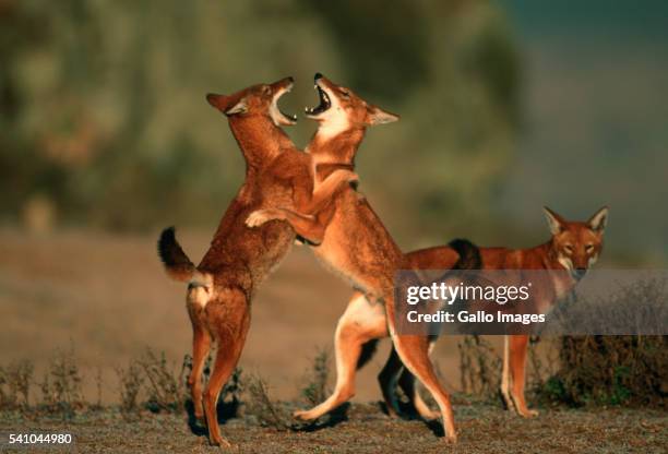 ethiopian wolves play fighting - wol stock pictures, royalty-free photos & images