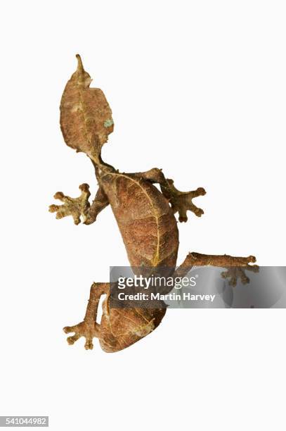 leaf-tailed gecko - uroplatus phantasticus stock pictures, royalty-free photos & images