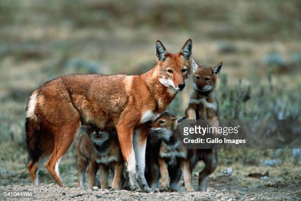 ethiopian wolf mother with pups - wol stock pictures, royalty-free photos & images