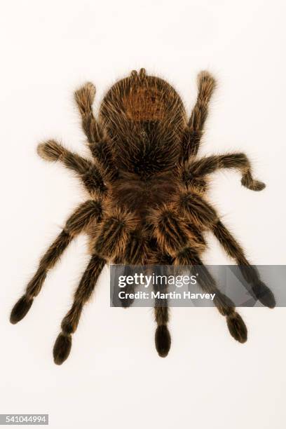 chilean rose tarantula - theraphosa blondi stock pictures, royalty-free photos & images