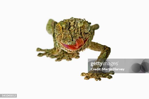 fringed gecko - uroplatus fimbriatus stock-fotos und bilder