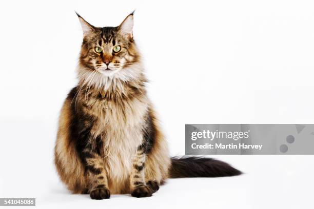 brown classic tabby domestic maine coon cat - tabby bildbanksfoton och bilder