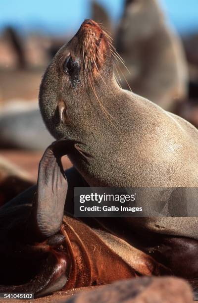 cape fur seal scratching - cape fur seal stock pictures, royalty-free photos & images