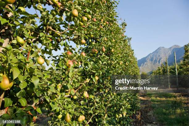 pear orchard in south africa - pear tree stock pictures, royalty-free photos & images