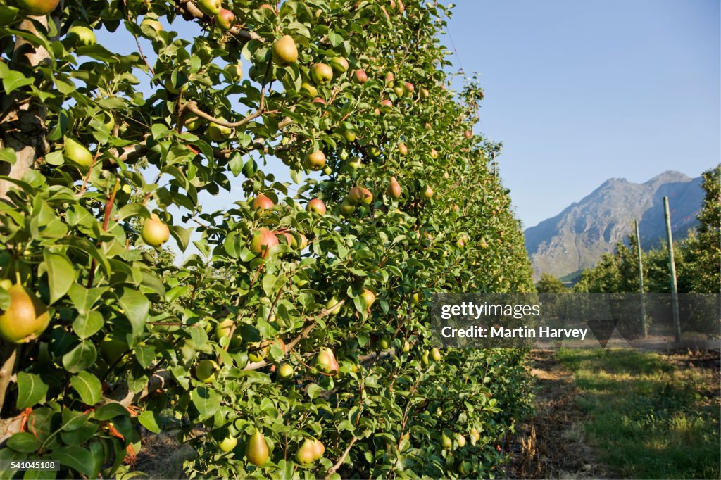 Pear Orchard in South Africa