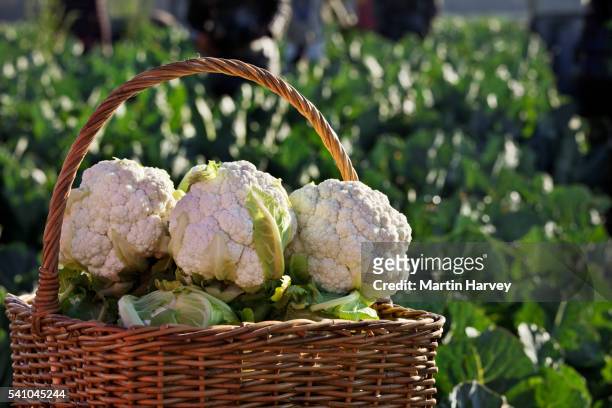 cauliflower in basket - カリフラワー ストックフォトと画像