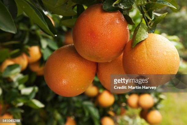 pink grapefruits on tree - grapefruit stock pictures, royalty-free photos & images