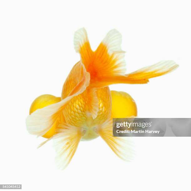 bubble-eyed goldfish - dorsal fin stock pictures, royalty-free photos & images