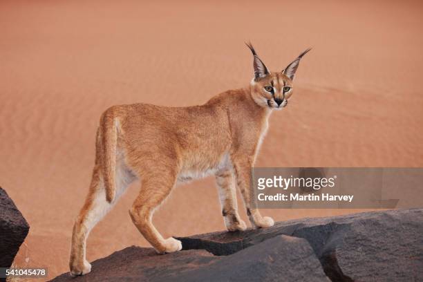 caracal in namibia - caracal stock pictures, royalty-free photos & images