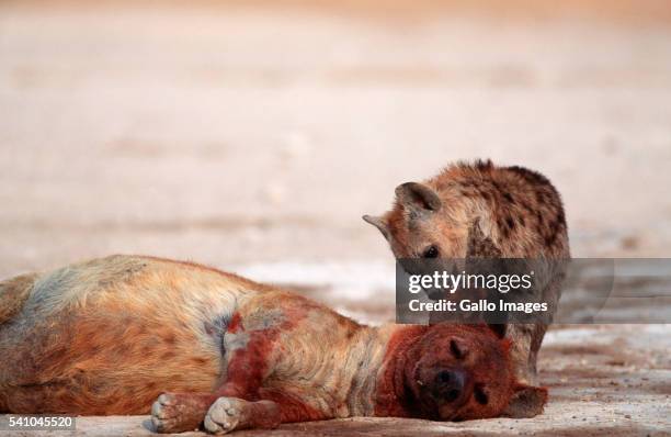 bloody hyena and curious cub - dead body blood stock pictures, royalty-free photos & images