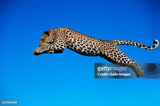 leopard jumping - leopard stock-fotos und bilder