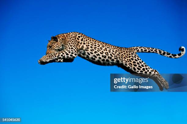 leopard jumping - ヒョウ ストックフォトと画像