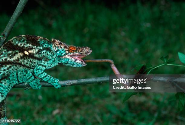 parson's chameleon catching prey with tongue - chameleon tongue stock pictures, royalty-free photos & images