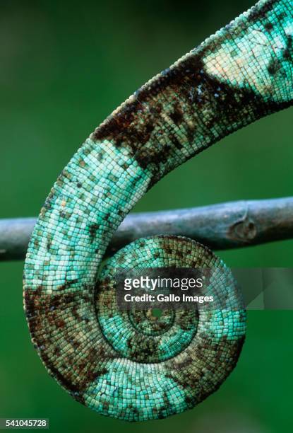 coiled prehensile tail of a parson's chameleon - east african chameleon stock pictures, royalty-free photos & images