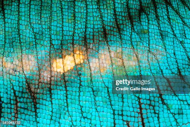 skin of a parson's chameleon - east african chameleon stock pictures, royalty-free photos & images