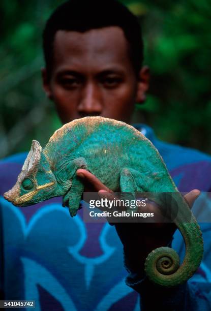 man holding a parson's chameleon - east african chameleon stock-fotos und bilder