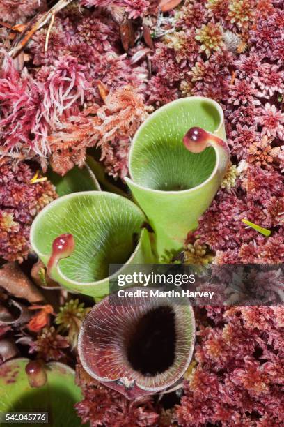 pitcher plant on top of a tepui - pitcher plant stock pictures, royalty-free photos & images