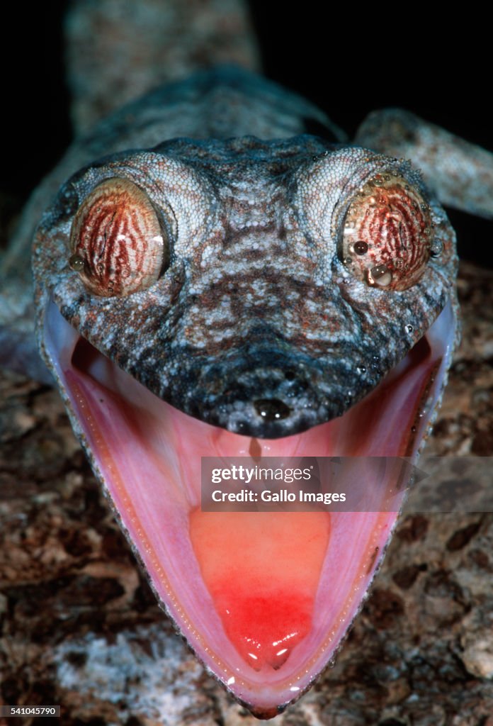 Alarmed Flat-tailed Gecko with Mouth Opened