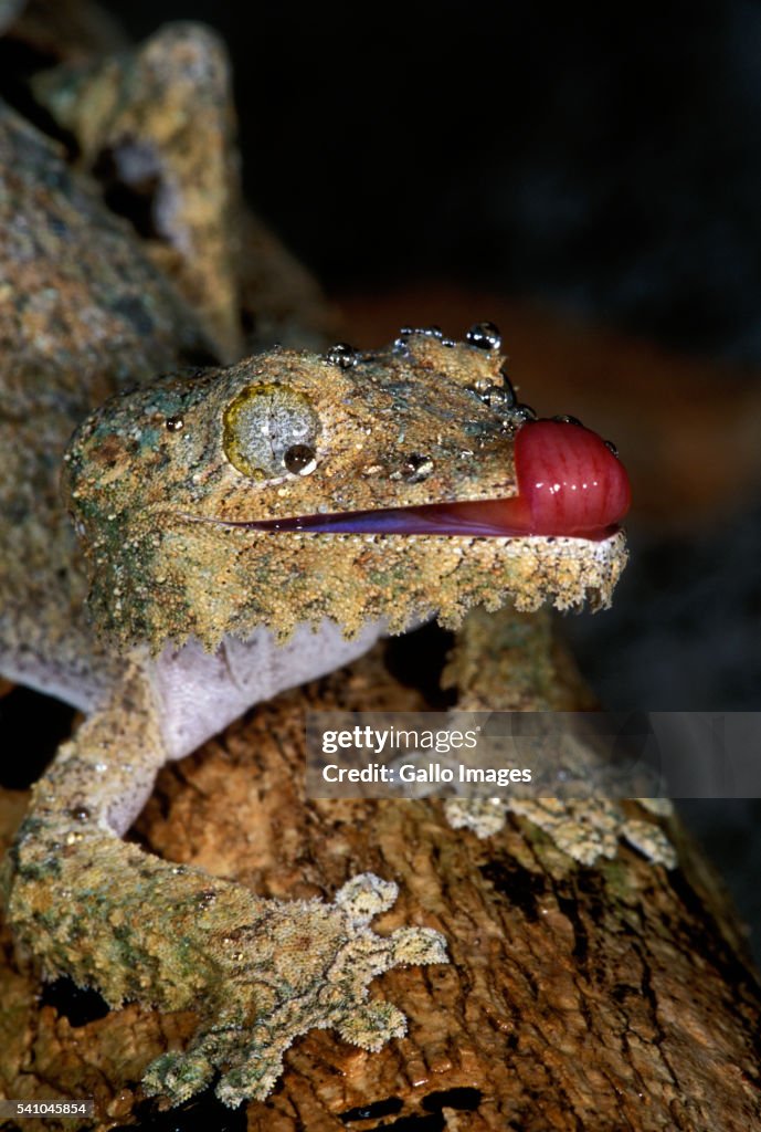 Fringed Gecko Cleaning Face with Tongue