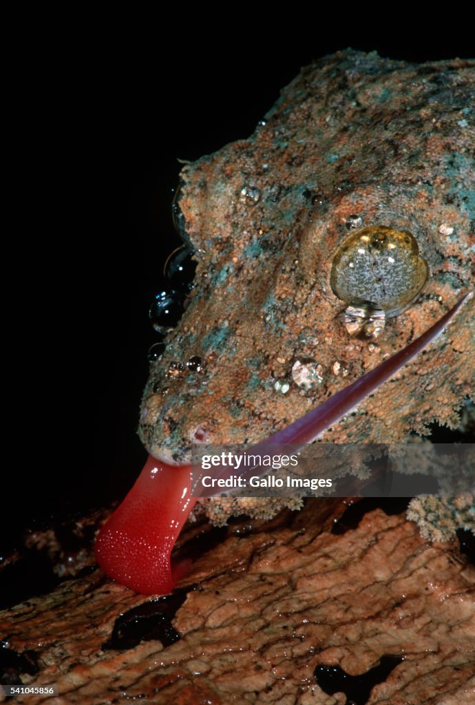 Fringed Gecko Lapping Moisture with Tongue