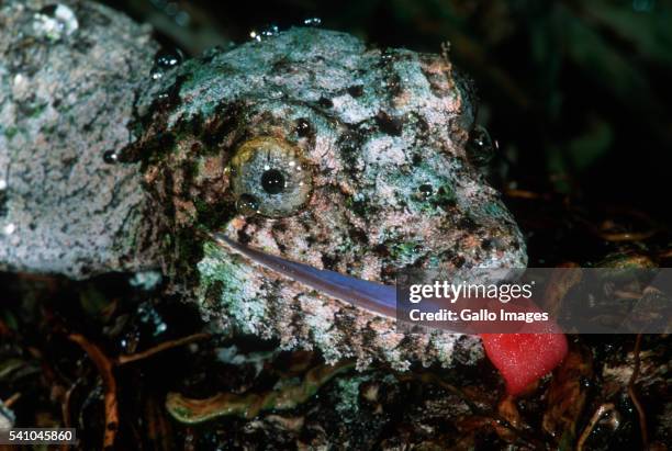 fringed gecko lapping moisture with tongue - henkels leaf tailed gecko stock pictures, royalty-free photos & images