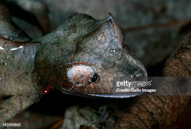 spiny leaf-tailed gecko camouflaged in dry leaves - uroplatus phantasticus ストックフォトと画像