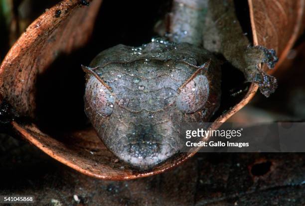 spiny leaf-tailed gecko camouflaged in dry leaves - uroplatus phantasticus stock pictures, royalty-free photos & images