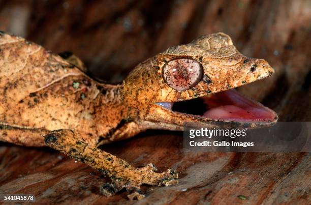 spiny leaf-tailed gecko camouflaged in dry leaves - uroplatus phantasticus ストックフォトと画像