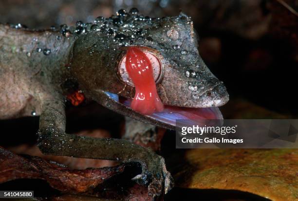 spiny leaf-tailed gecko licking eye - uroplatus phantasticus stock pictures, royalty-free photos & images