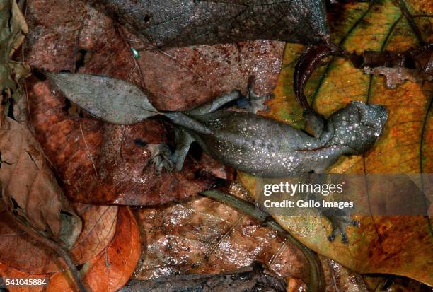 leaf-tailed gecko camouflaged in dry leaves - uroplatus phantasticus ストックフォトと画像