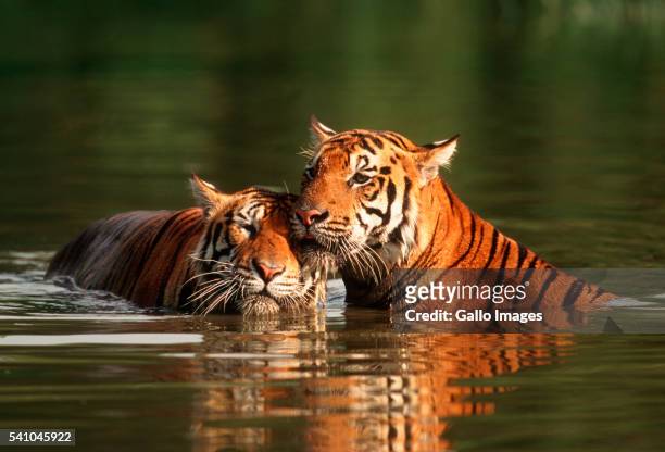 two bengal tigers swimming - a bengal tiger stockfoto's en -beelden