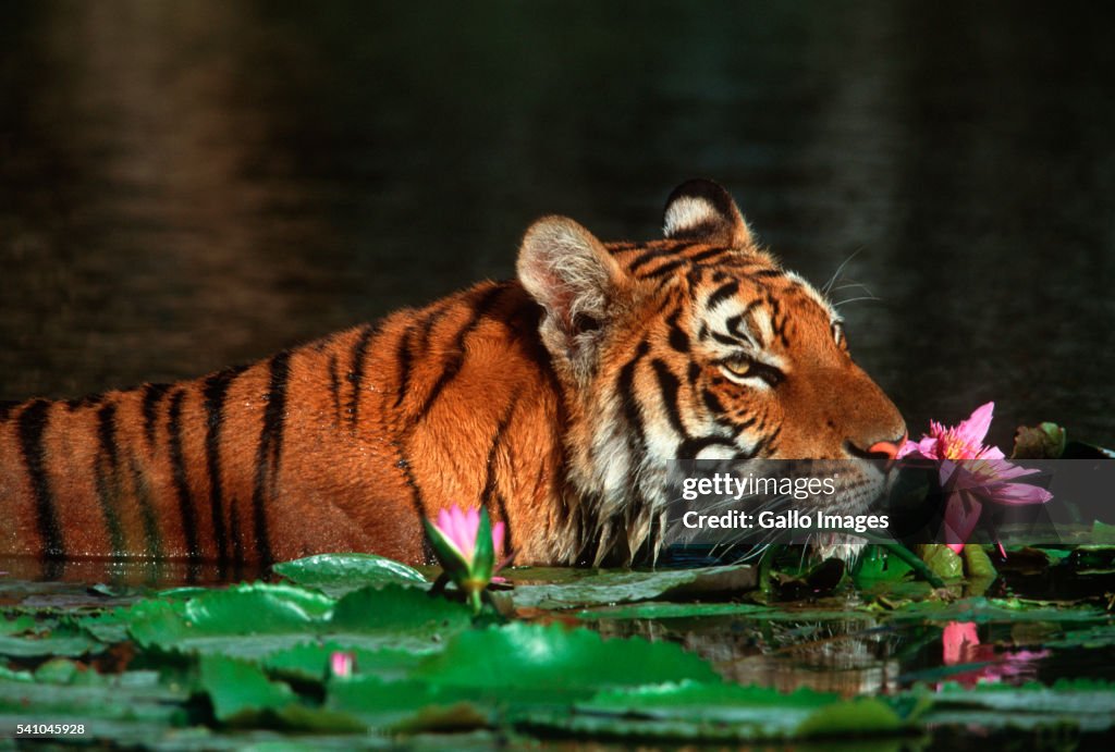 Bengal Tiger Swimming Among Lotuses