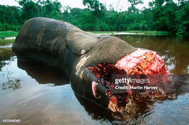 elephant killed by poachers - central african republic stock pictures, royalty-free photos & images