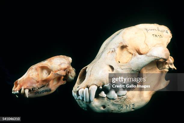 aardwolf and brown hyena skulls - aardwolf stock pictures, royalty-free photos & images