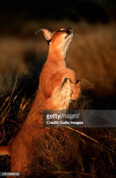 caracal jumping - caracal stock pictures, royalty-free photos & images