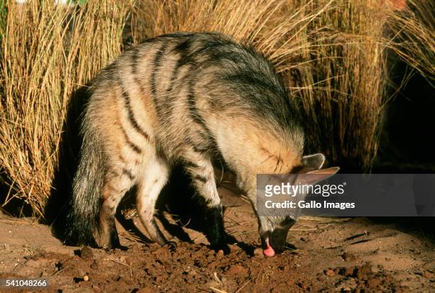 aardwolf looking for termites - proteles cristatus - fotografias e filmes do acervo