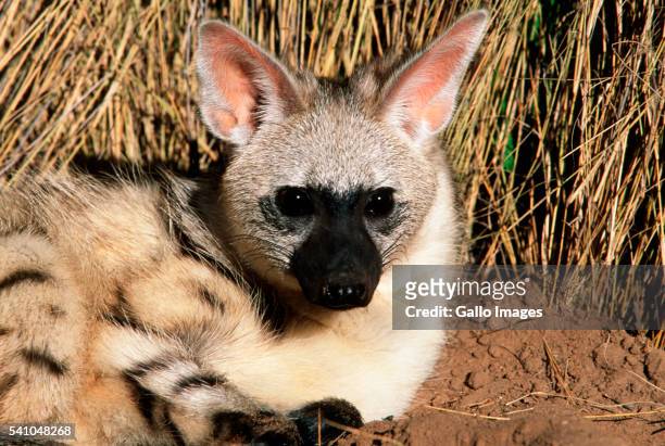aardwolf seated in bush - aardwolf stock pictures, royalty-free photos & images