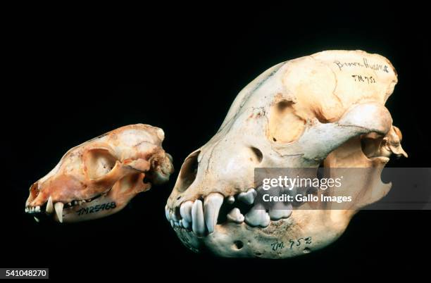 aardwolf and brown hyena skulls - lobo da terra imagens e fotografias de stock