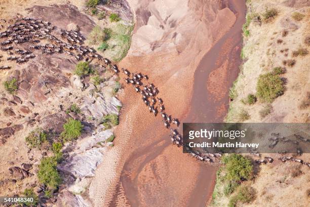 aerial view of the wildebeest migration - herd stock pictures, royalty-free photos & images