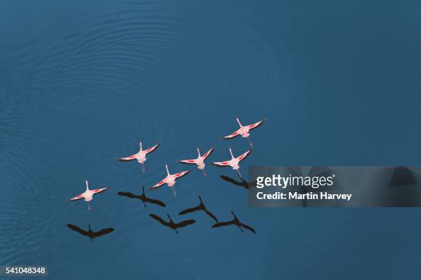 aerial view of lesser flamingo (phoenicopterus minor ) - flamingos stock pictures, royalty-free photos & images