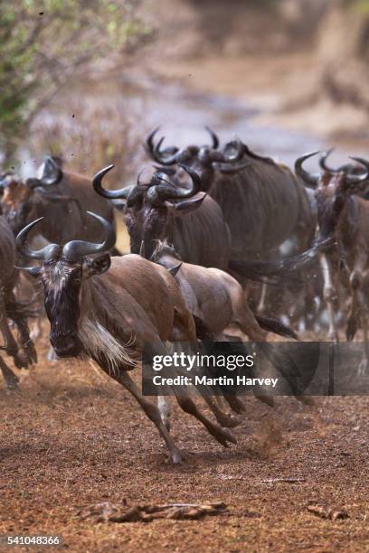 wildebeest migration - wildebeest stock pictures, royalty-free photos & images