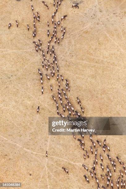 aerial view of the wildebeest migration - blue wildebeest stock pictures, royalty-free photos & images