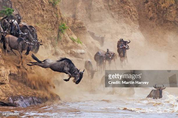 wildebeest crossing the mara river - wildebeest stock pictures, royalty-free photos & images