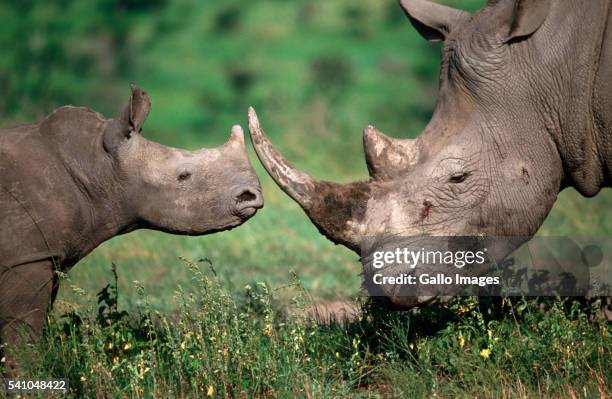 white rhinoceros - cria de rinoceronte - fotografias e filmes do acervo